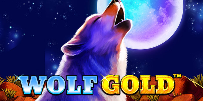 Wolf Gold –  Berburu Maxwin Di Alam Liar Amerika Utara